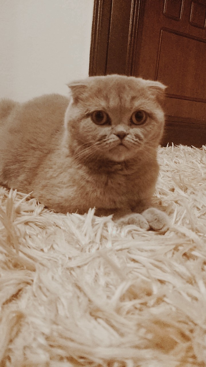 kedi