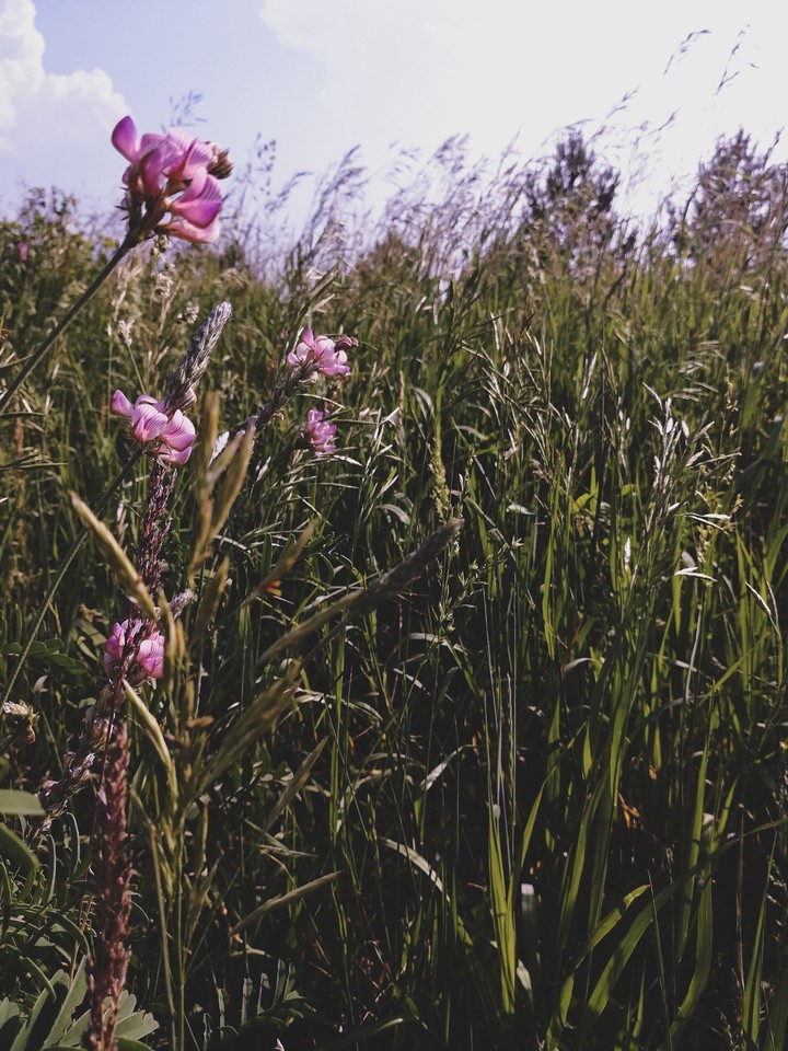 трава 