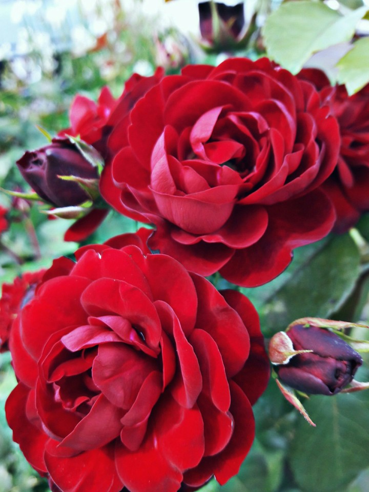 #flowers