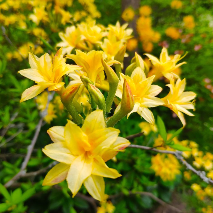 Frühling ♥️