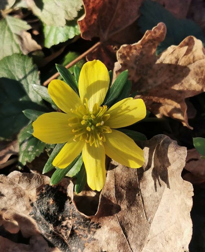 Flower
