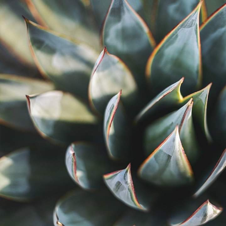 Agave