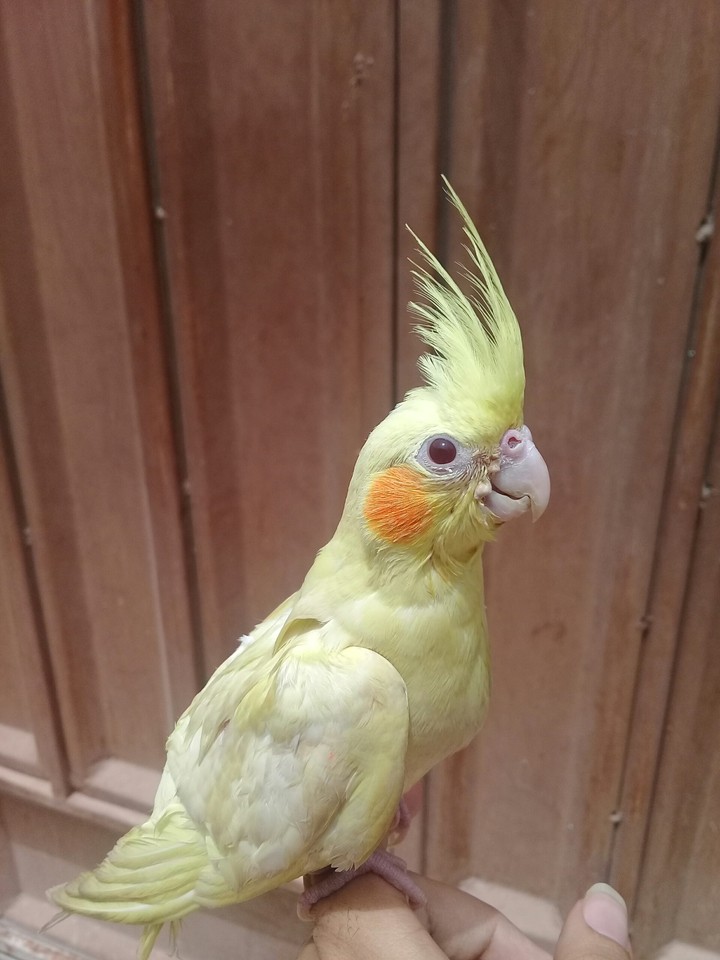 3 months old baby cockateil