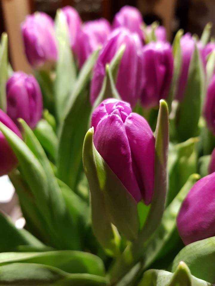 #tulips #tulipany #flowers