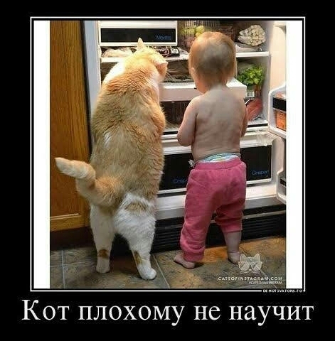 любимцы