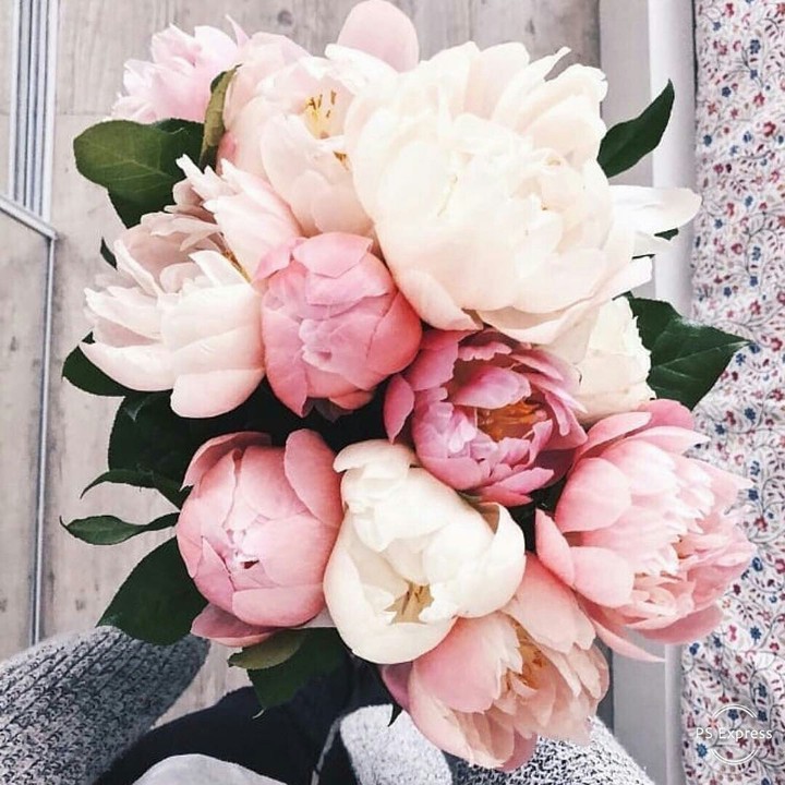 peony