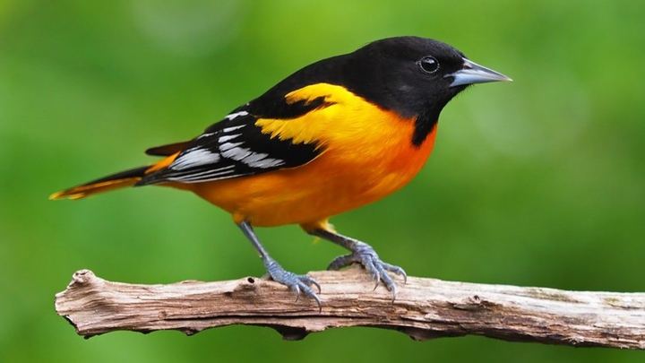 yellow-black