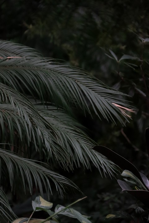 тапети tree, grass