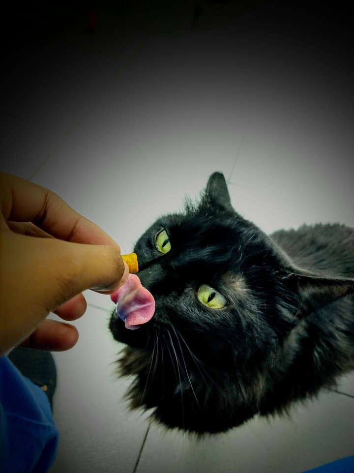Gato preto
