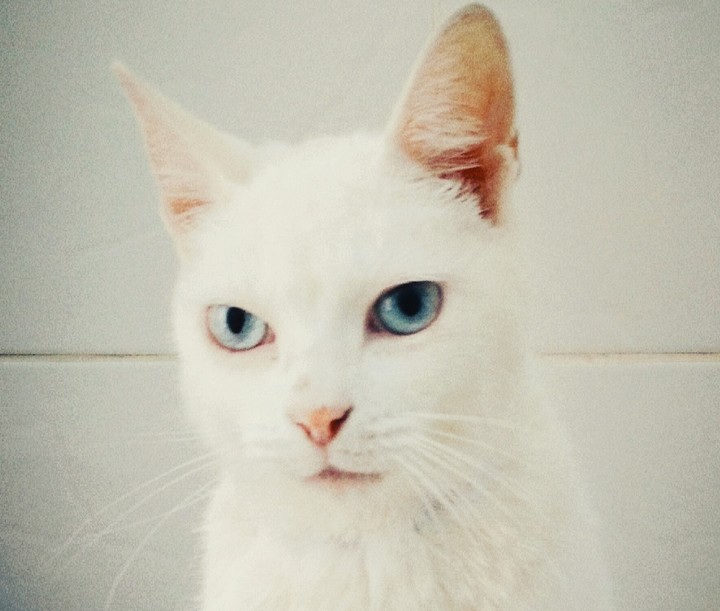 Félénha
