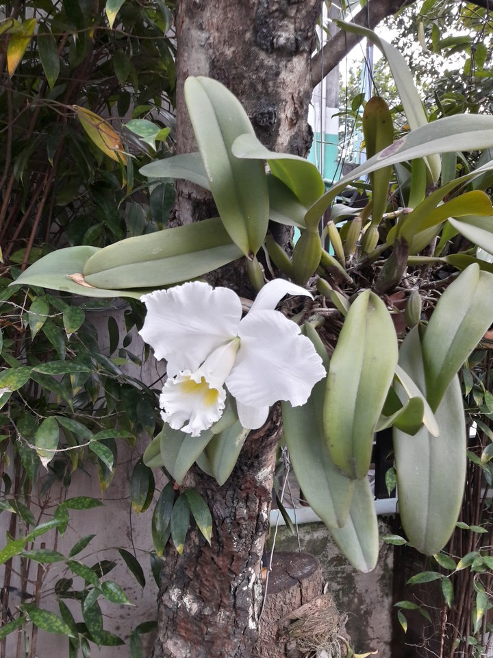 lan trắng