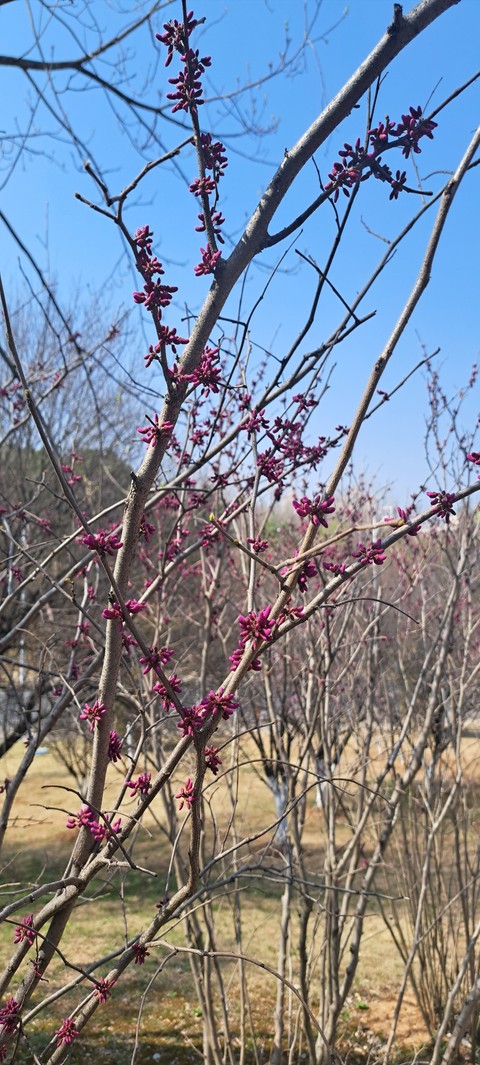 тапети landscape, plant
