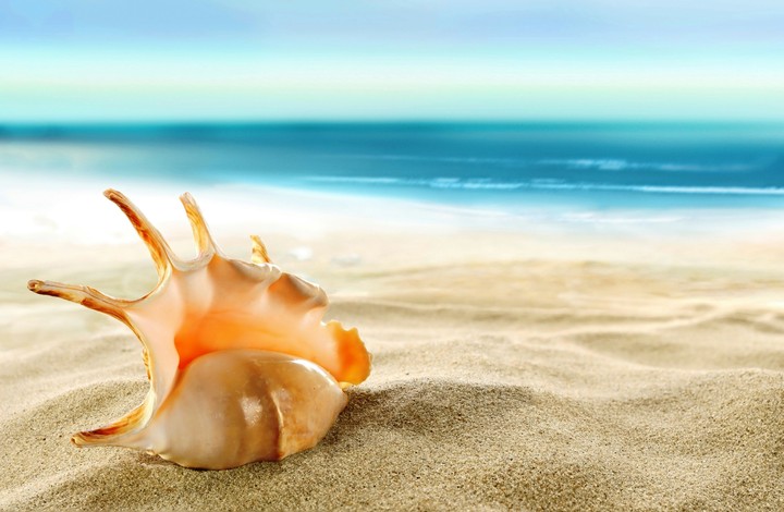 Shell at beach side