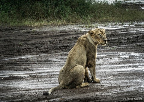 Asiatic Lioness