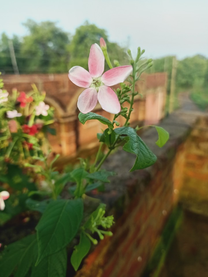 village flower in my home
