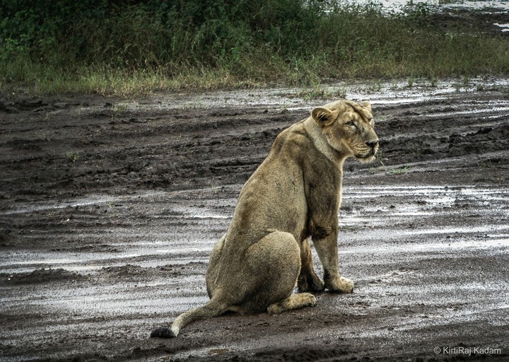 Asiatic Lioness