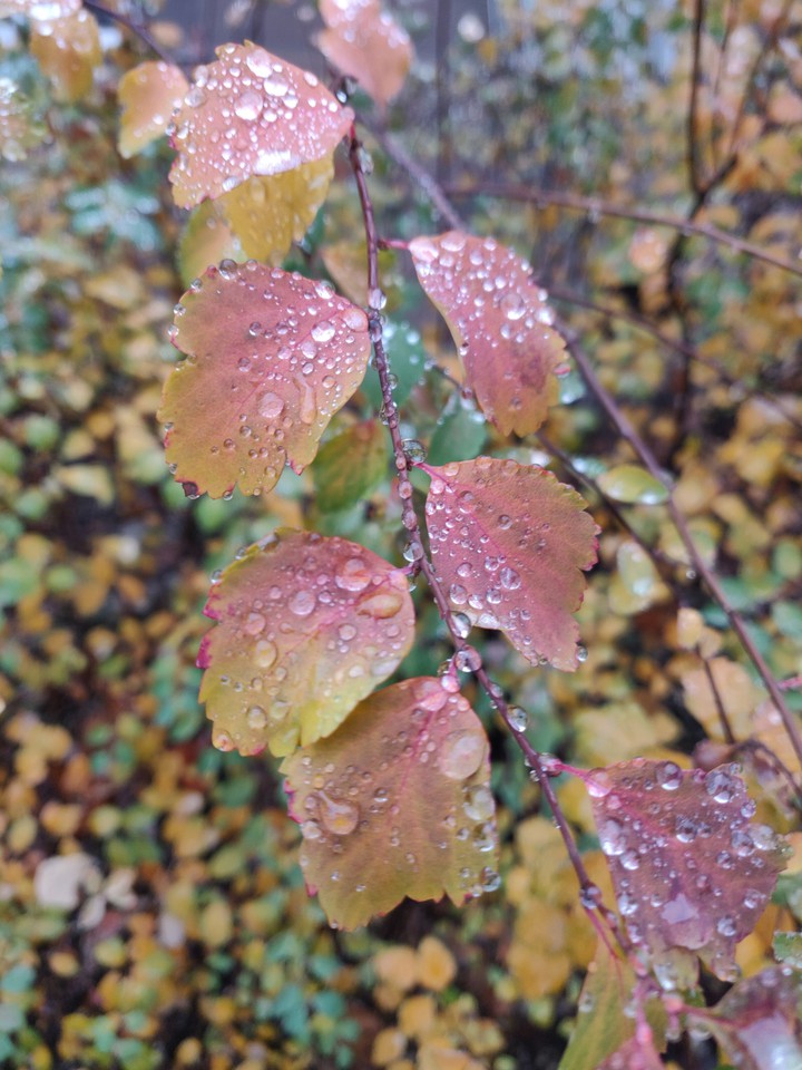 Autumn leaves
