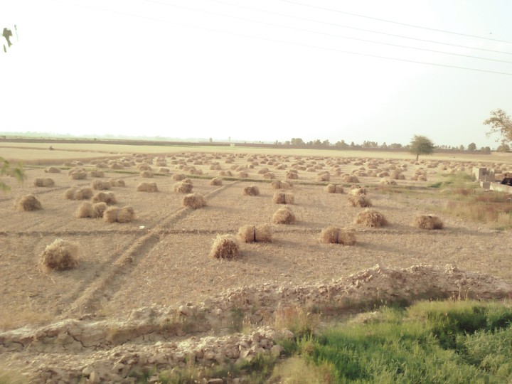 harvest season