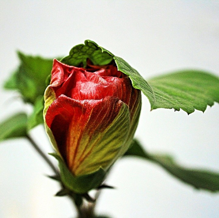 flover
