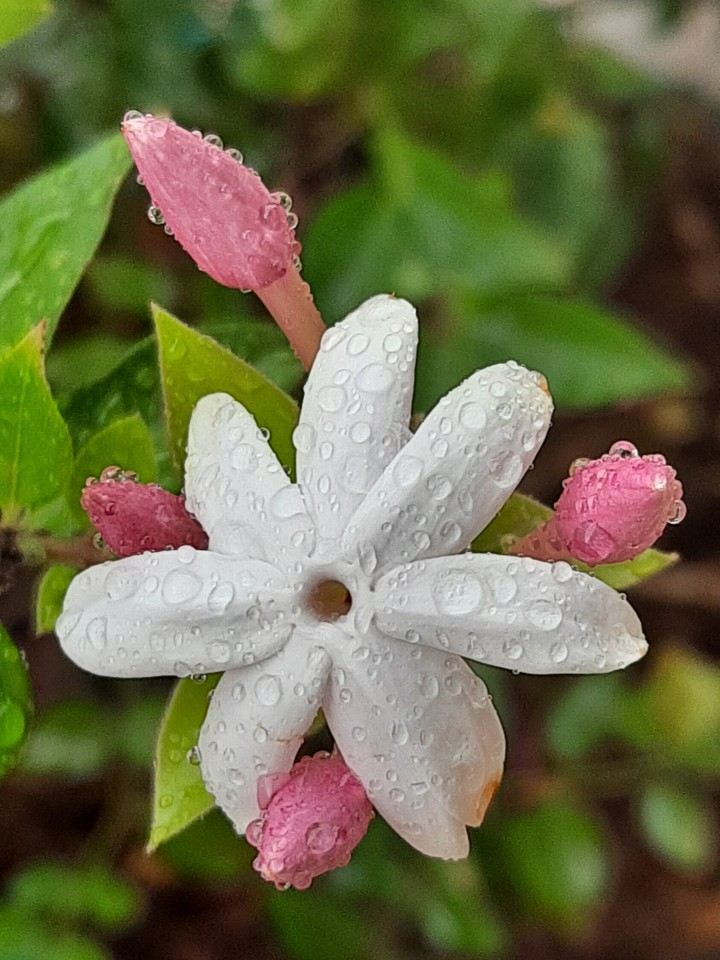 raindrops