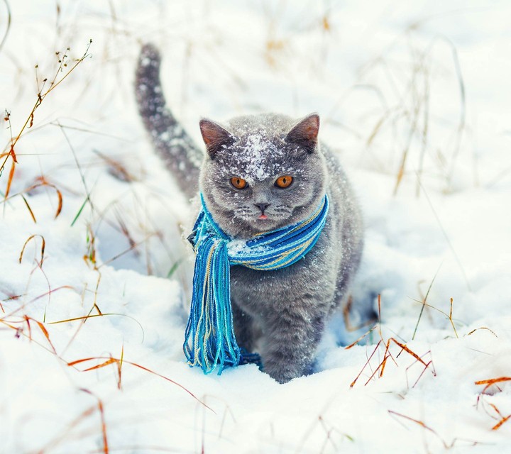 cat