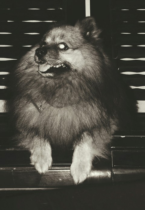 mini lion