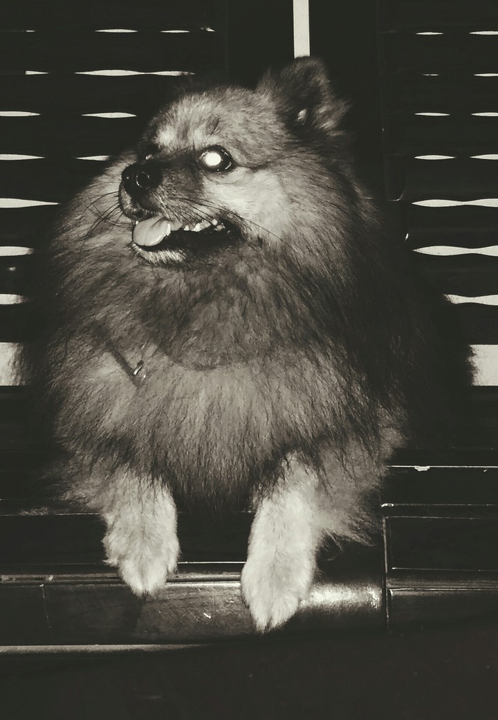 mini lion