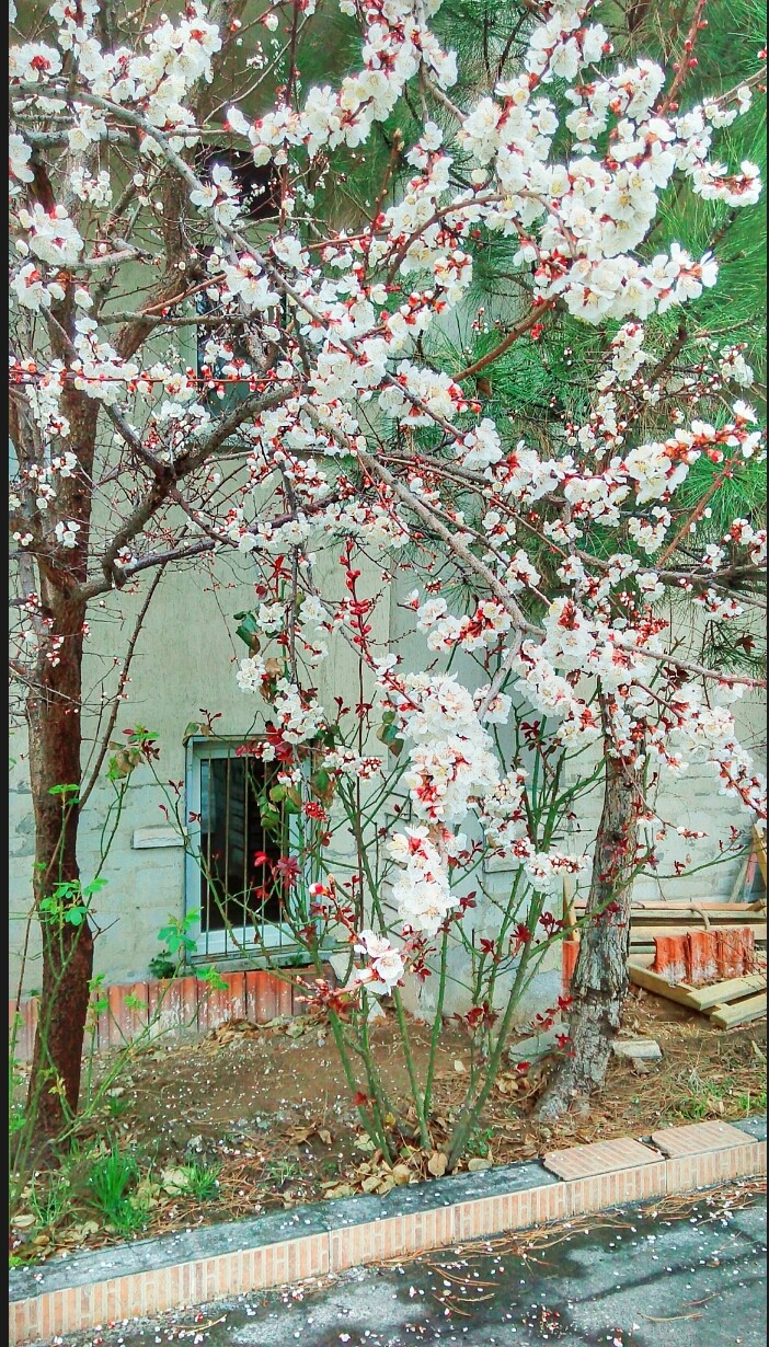 ilkbahar #spring