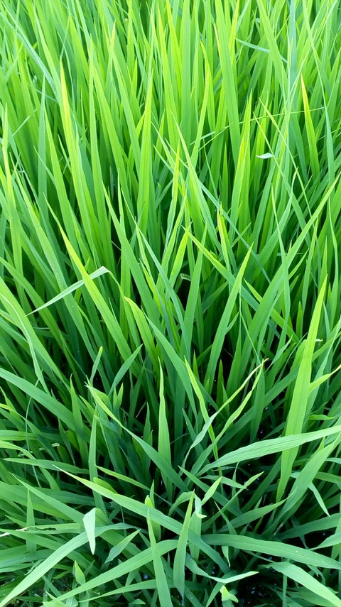 sfondi grass, herb