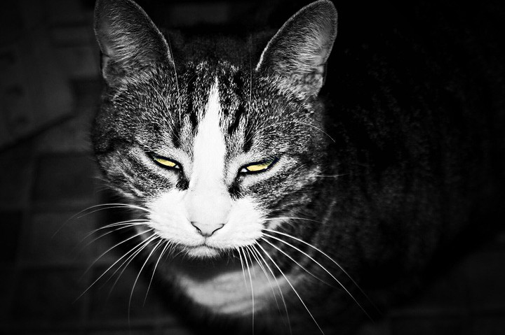 cat