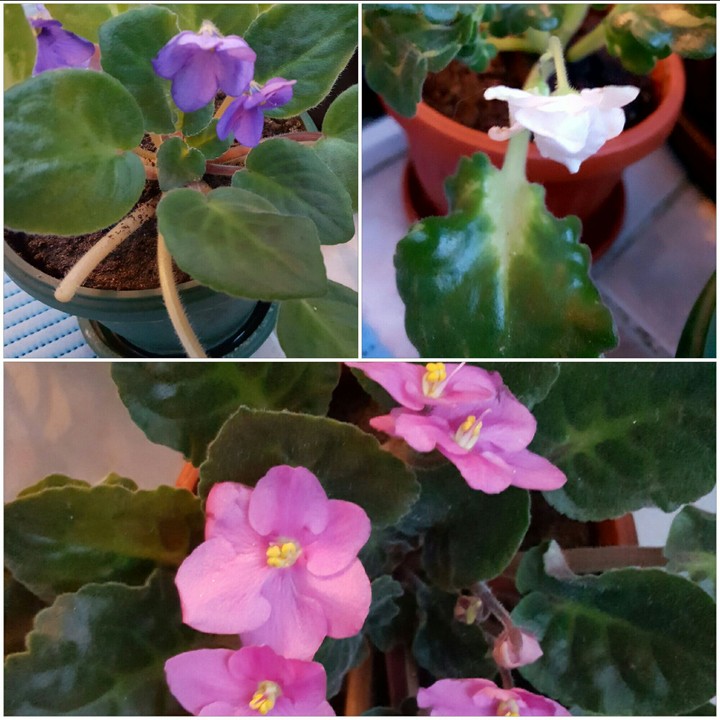 Flower blossom