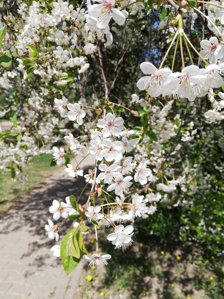 Apple blossom