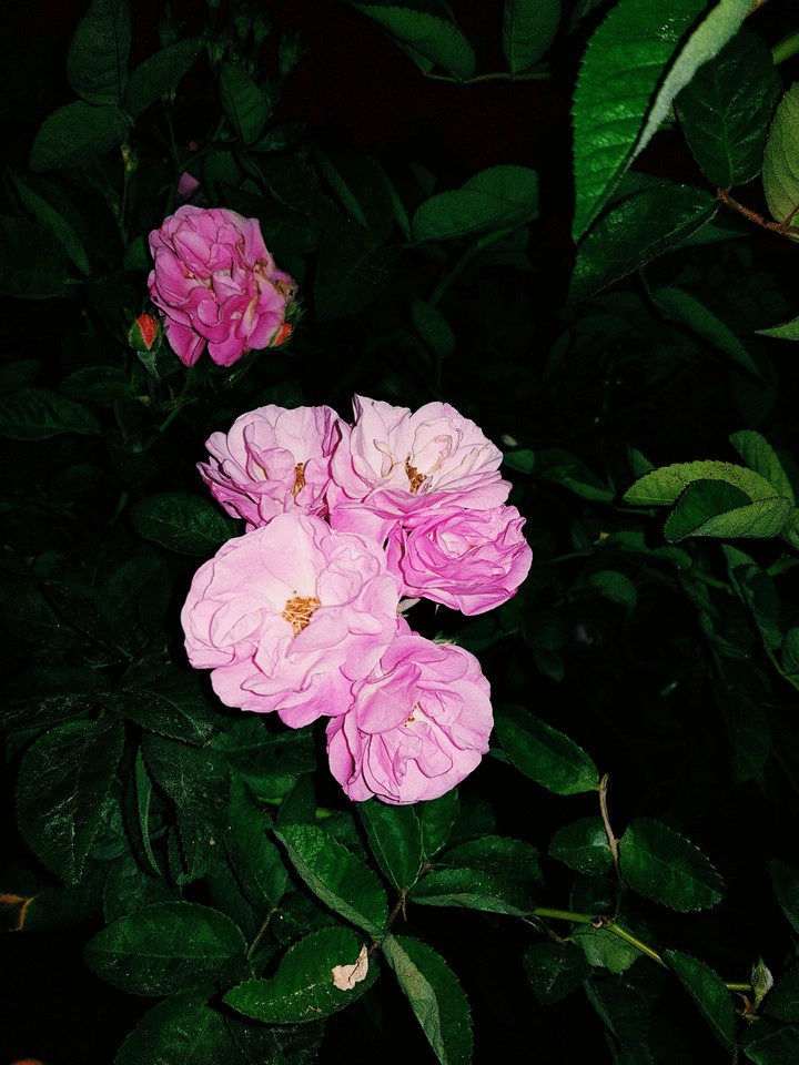 pinky