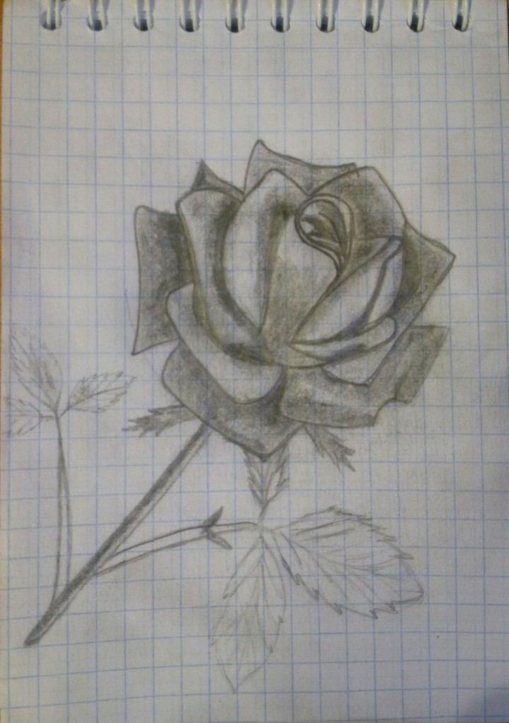 рисунок розы