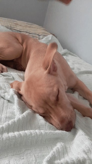 sleepy doog