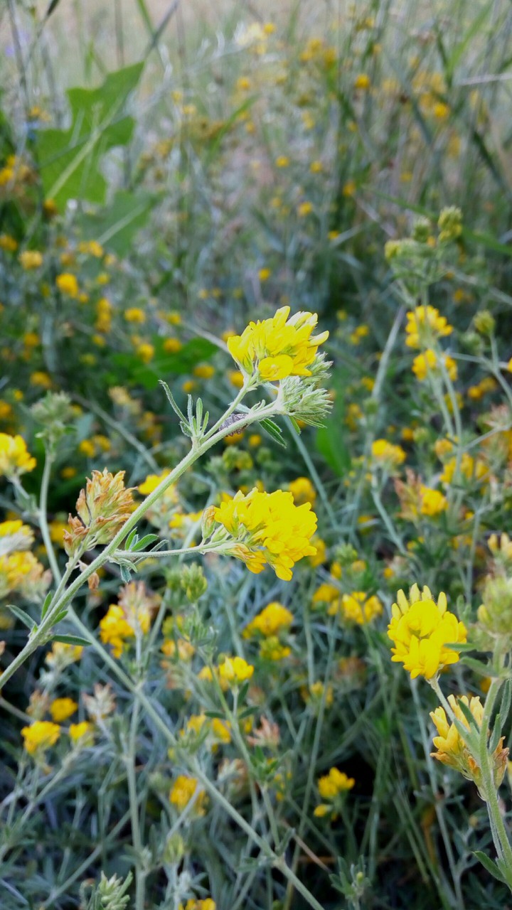 Yellow flowers