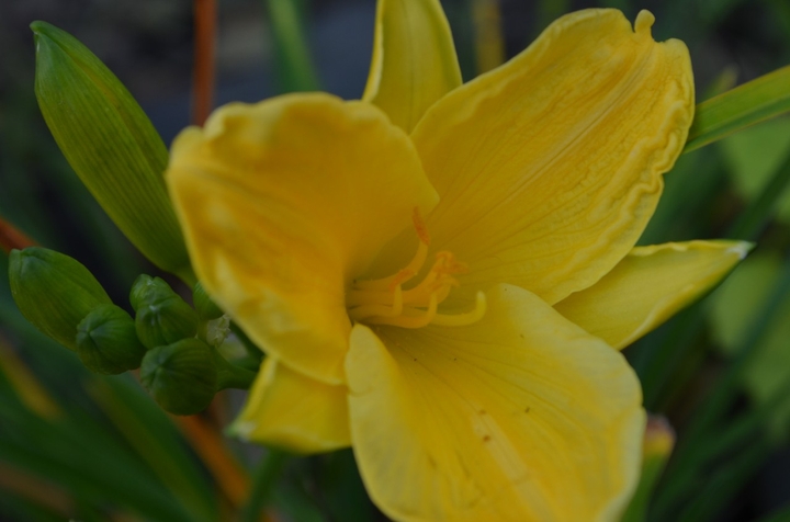 lilly