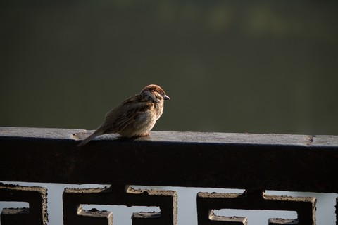 רקעים beak, bird