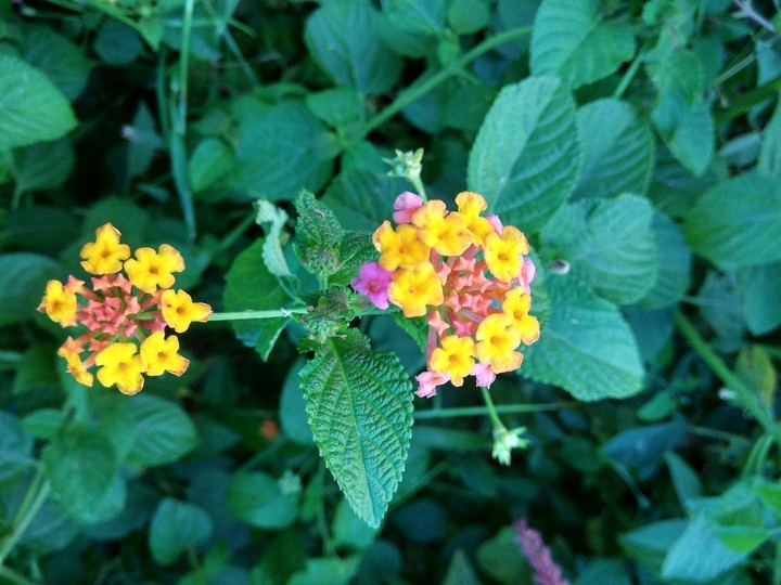flower
