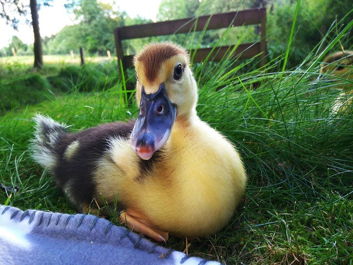 duckling, 19 days old 