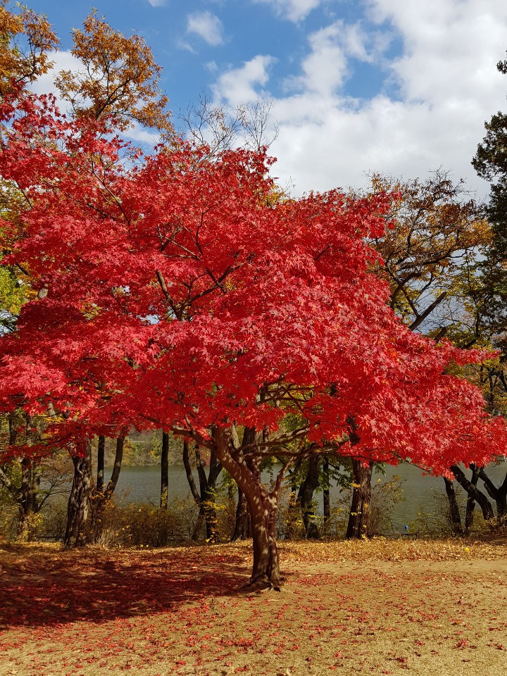 Maple
