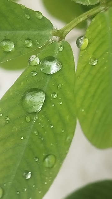 Raindrops on leaf