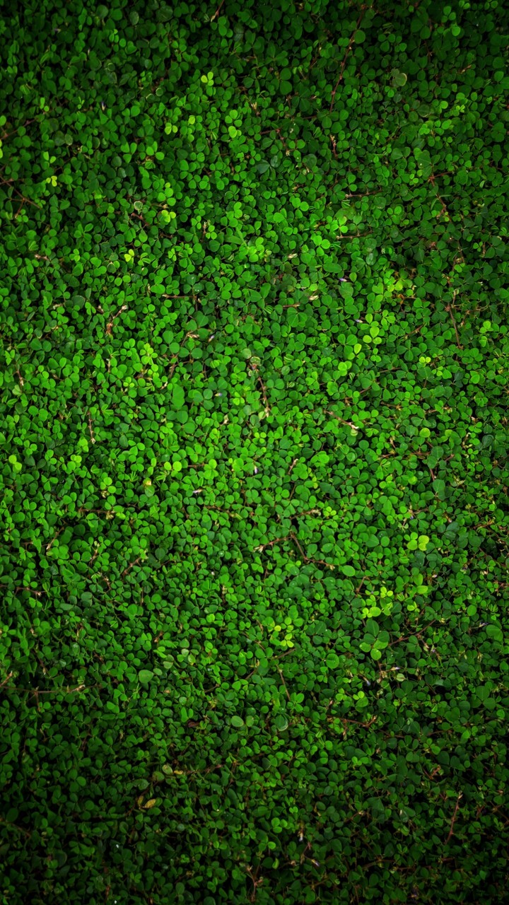 The Green