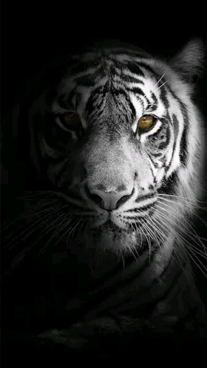 animal