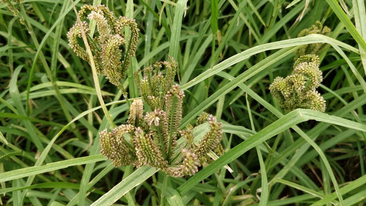 kelvaraghu