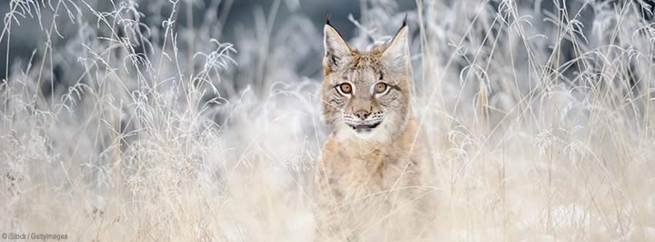 Luchs