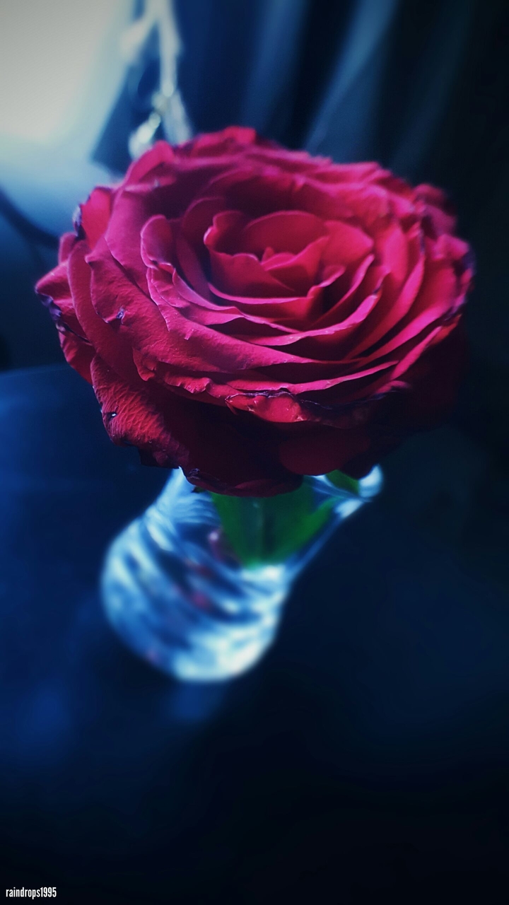 Bloom