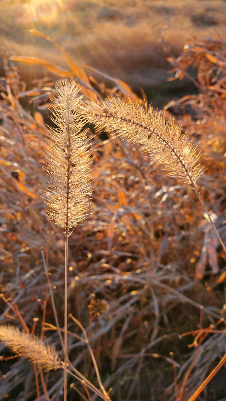 Grass