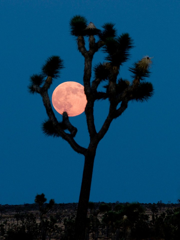SUPER MOON