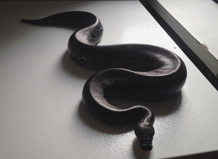 Cobra